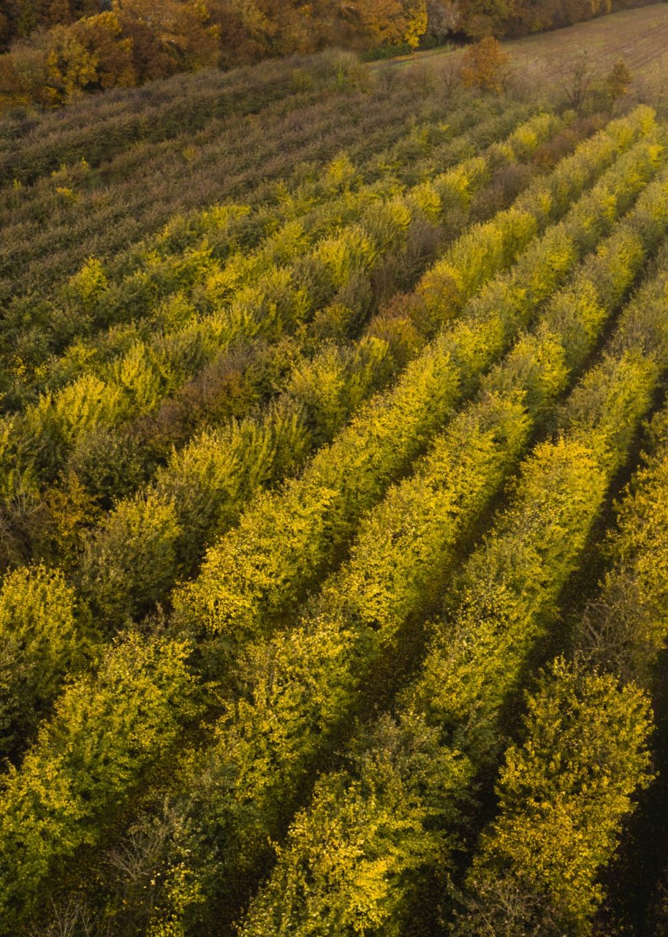 Verger Agrial vus du dessus Verger Agrial vus du dessus