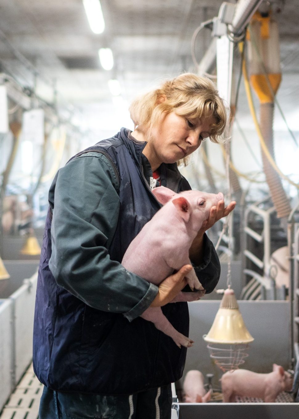 Une adhérente productrice de porc porte un jeune cochon Une adhérente productrice de porc porte un jeune cochon
